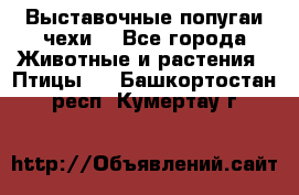 Выставочные попугаи чехи  - Все города Животные и растения » Птицы   . Башкортостан респ.,Кумертау г.